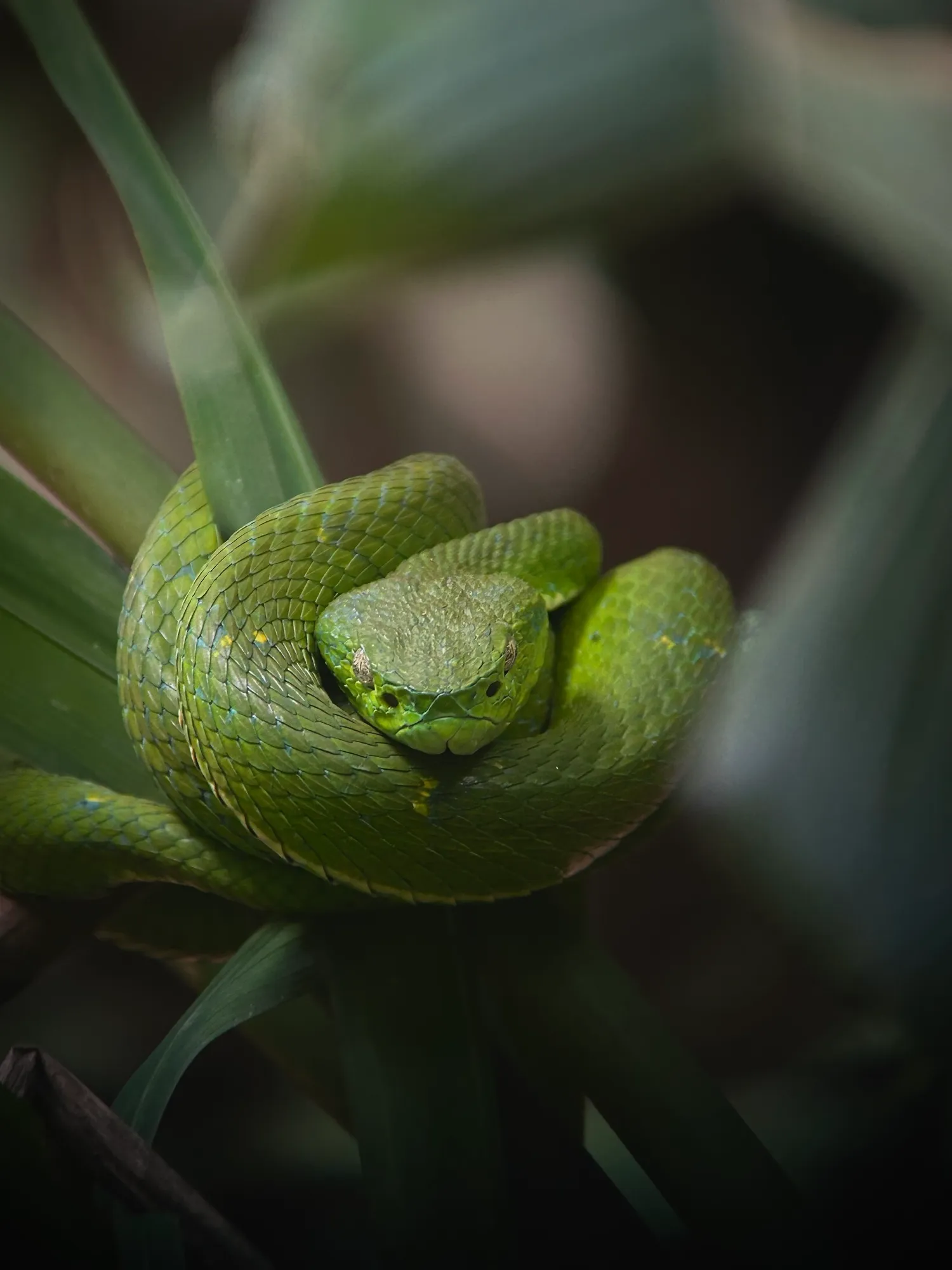 Side-striped palm pit-viper 