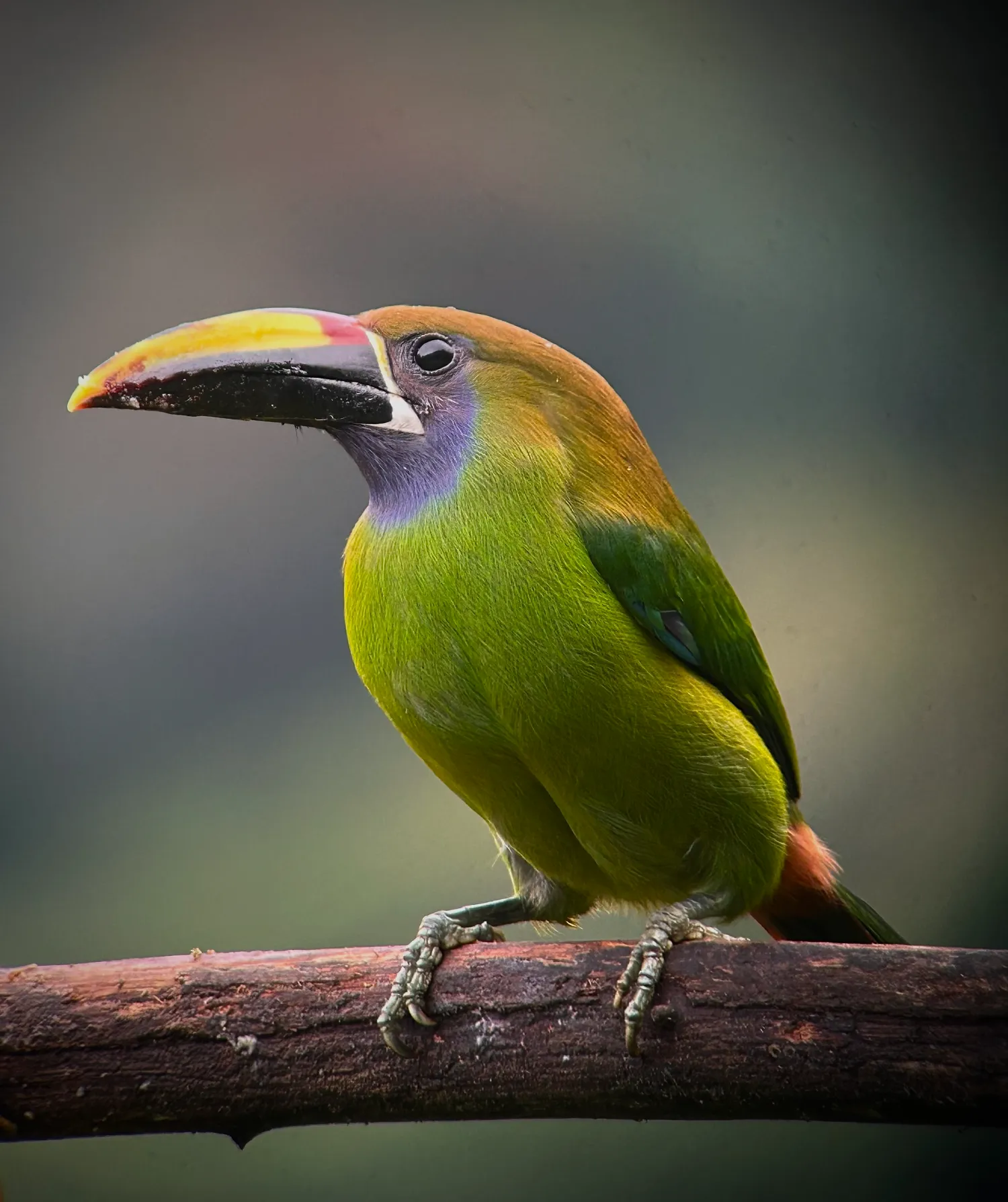 Northern emerald toucanet 