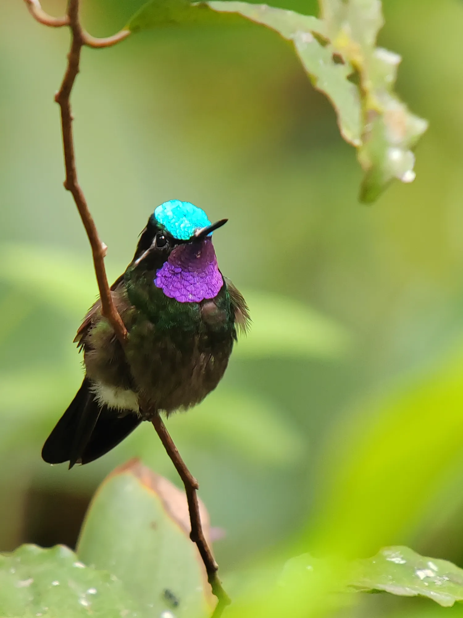 Purple-throated Mountain-gem 