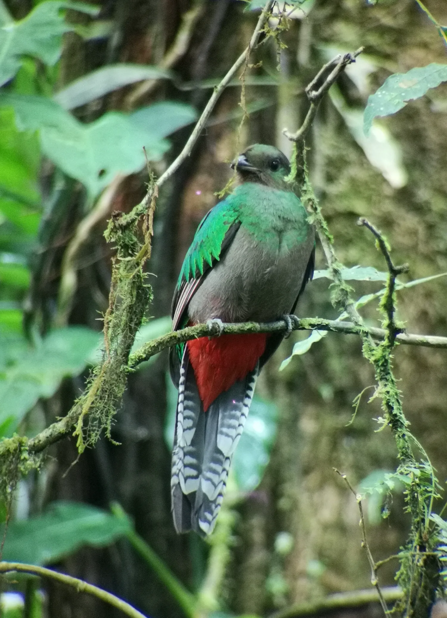 Quetzal hembra 