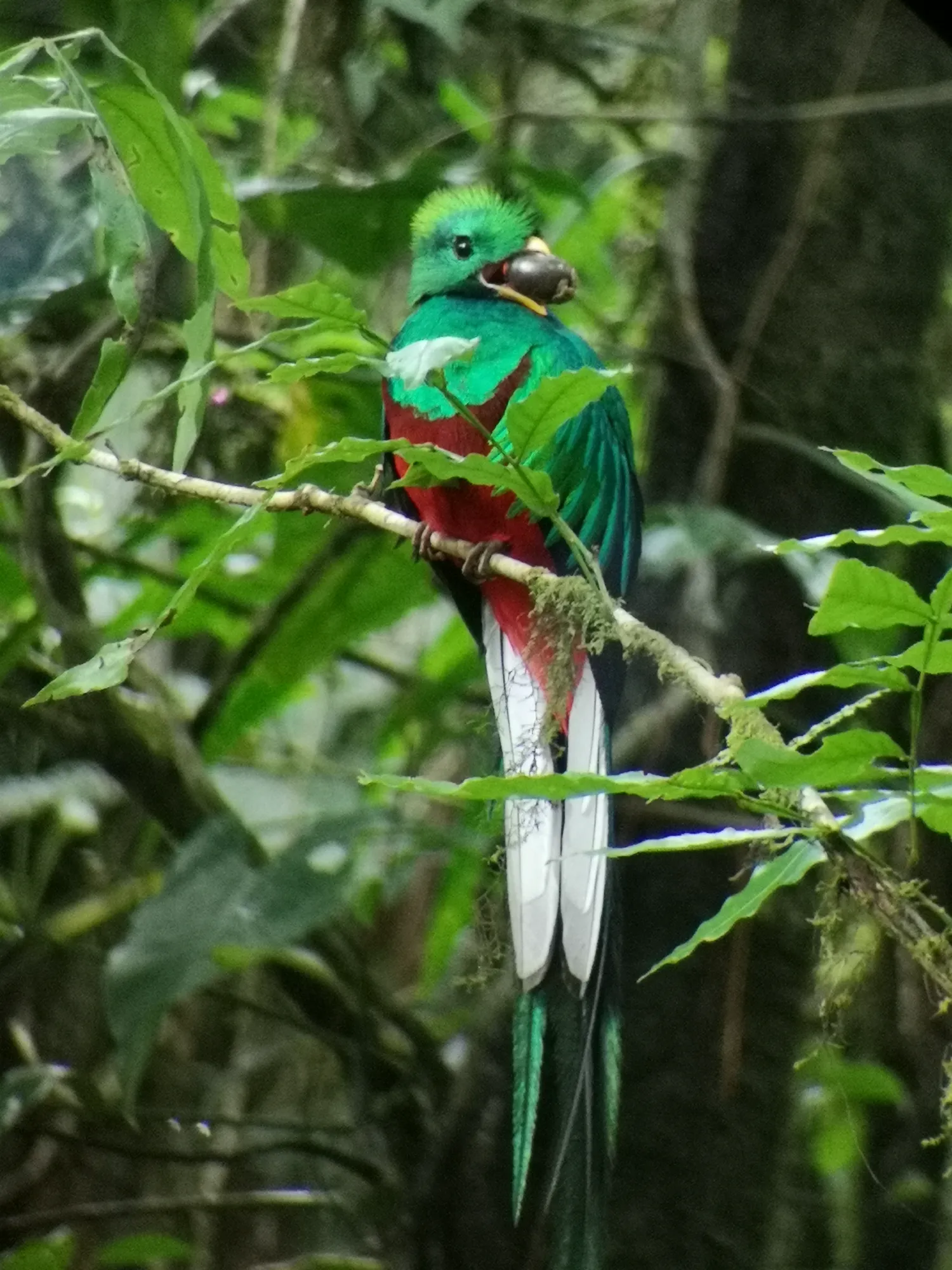 Quetzal eating an abocado 