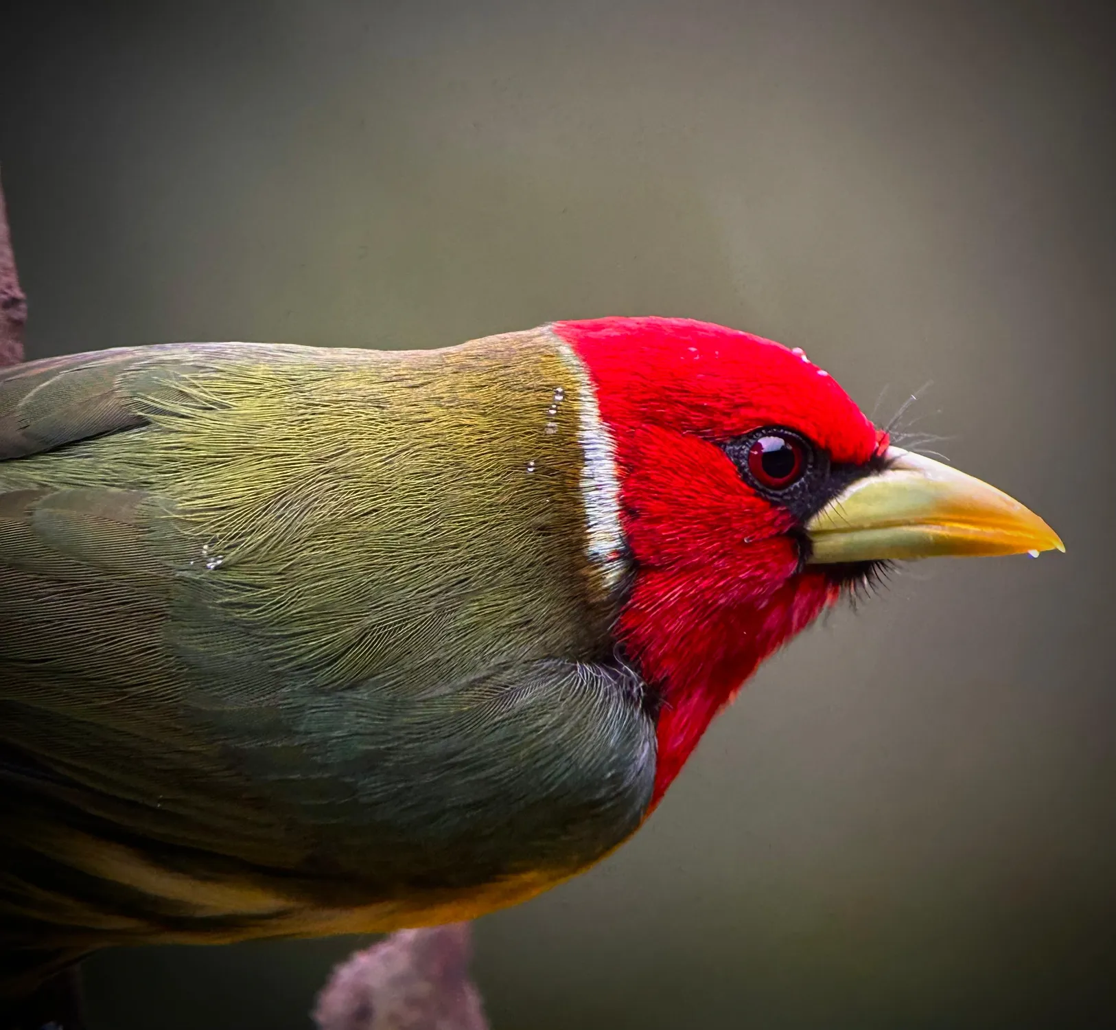 Red-headed barbet