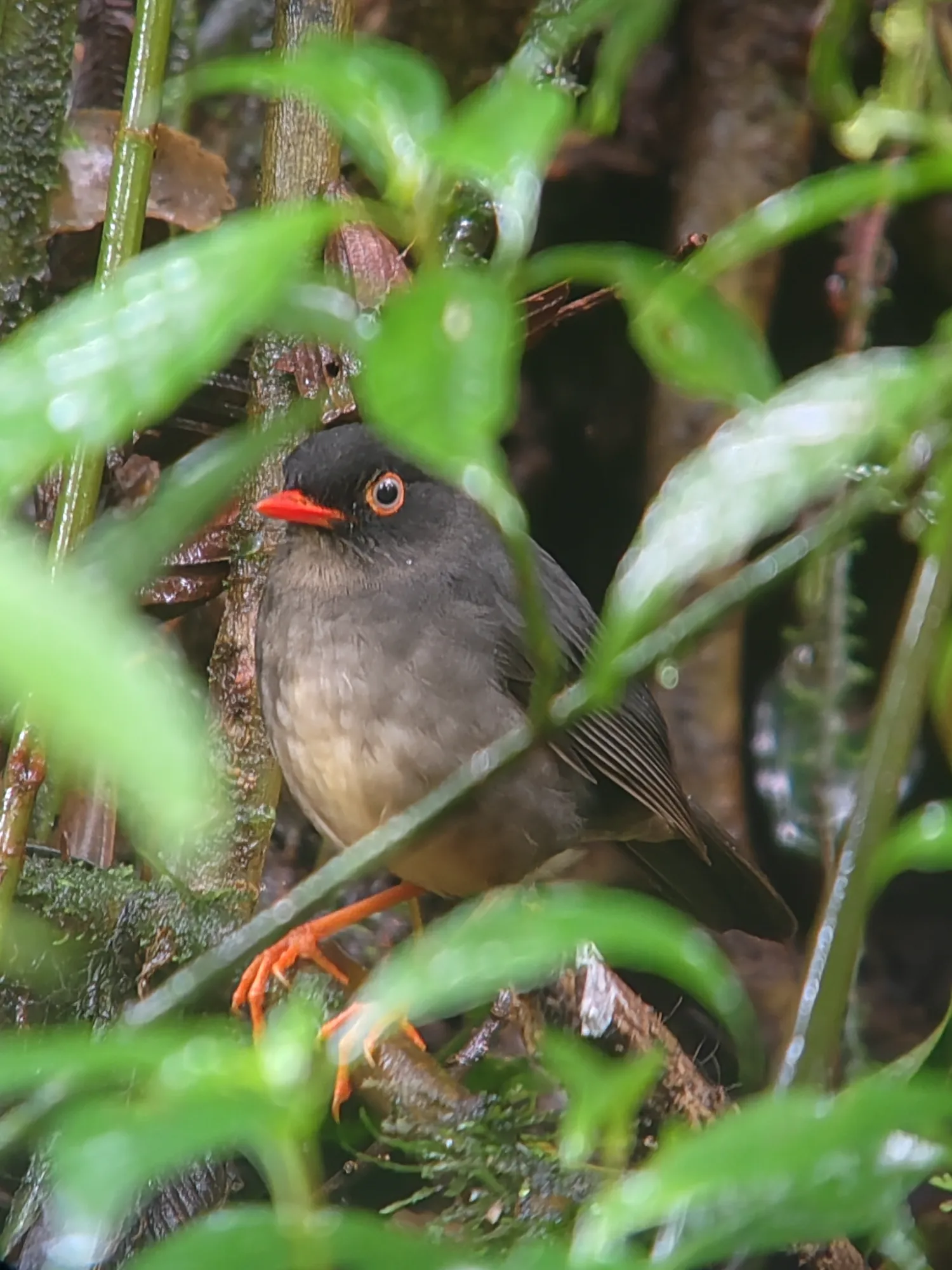 Nightingale-thrush