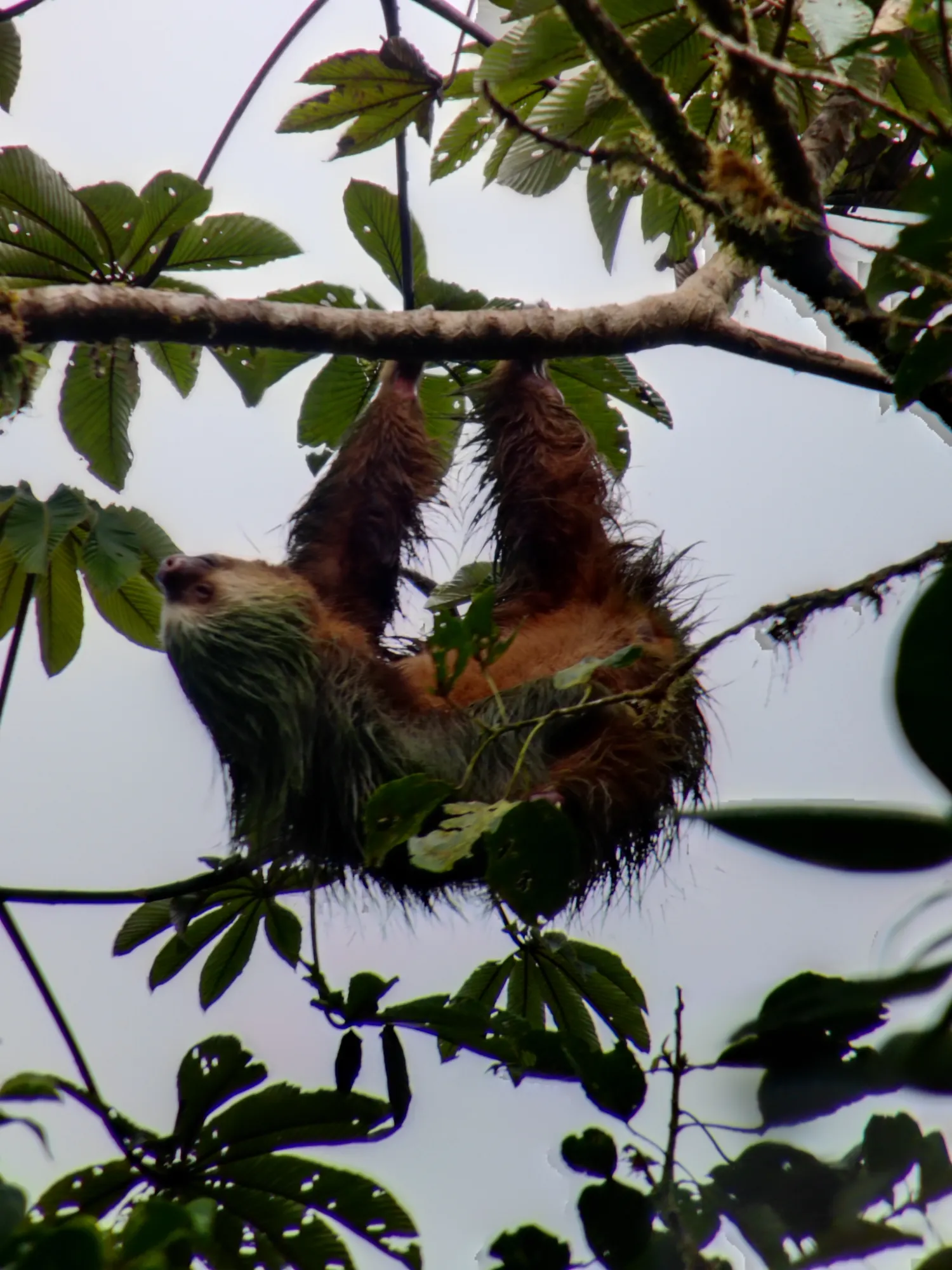 Two-toed Sloth