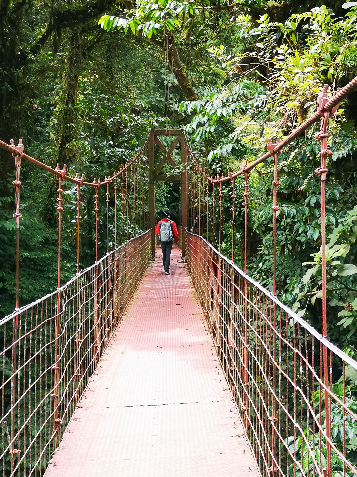 Puente colgante en el bosque Nuboso